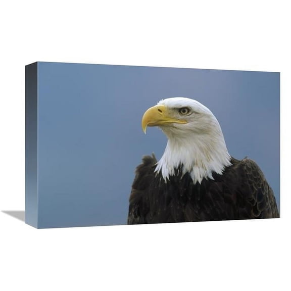 12 x 18 in. Bald Eagle Portrait, North America Art Print - Konrad Wothe