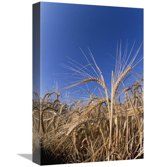 12 x 18 in. Barley Field Showing Heads of Grain, Germany Art Print - Konrad Wothe