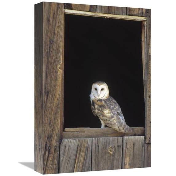 12 x 18 in. Barn Owl Perching on Barn Window, North America Art Print - Konrad Wothe