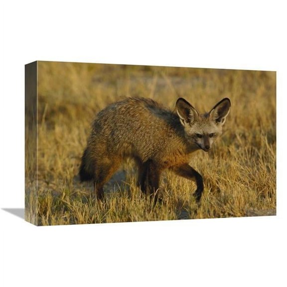 12 x 18 in. Bat-Eared Fox Portrait, Africa Art Print - Pete Oxford