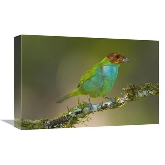 12 x 18 in. Bay-Headed Tanager, Costa Rica Art Print - Steve Gettle