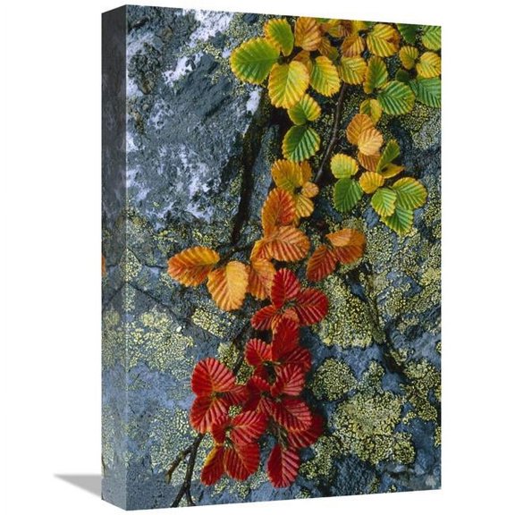 12 x 18 in. Beech Leaves in Fall Colors, Tasmania, Australia Art Print - Grant Dixon