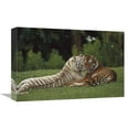 thumbnail image 1 of 12 x 18 in. Bengal Tiger Affectionate Pair, One with Normal Coloration & the Other A Melanistic White Morph, India Art Print - Konrad Wothe, 1 of 1