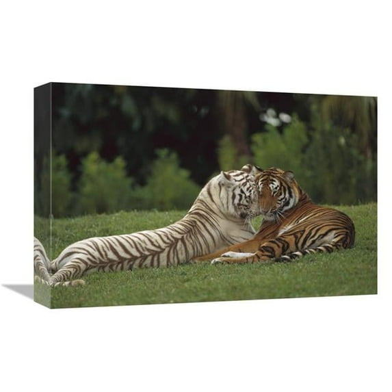 12 x 18 in. Bengal Tiger Affectionate Pair, One with Normal Coloration & the Other A Melanistic White Morph, India Art Print - Konrad Wothe