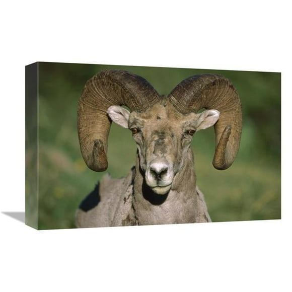 12 x 18 in. Bighorn Sheep Close-Up, North America Art Print - Tim Fitzharris