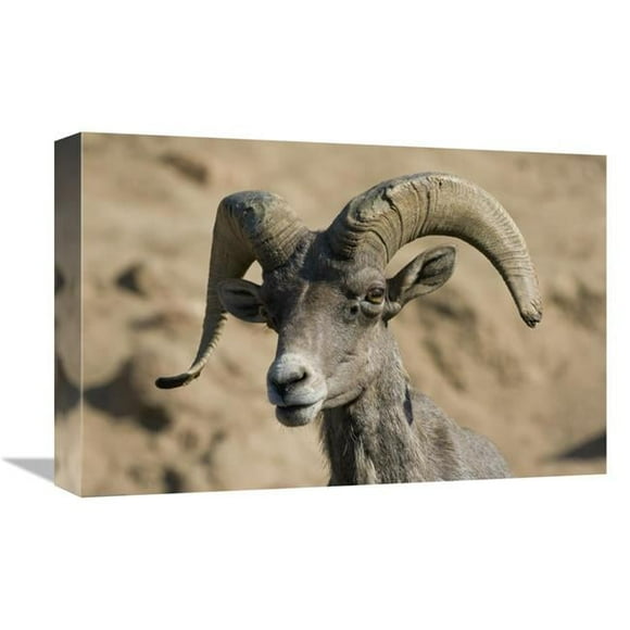12 x 18 in. Bighorn Sheep Male, Native to North America Art Print - San Diego Zoo