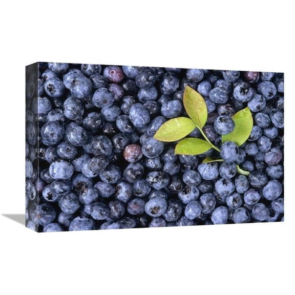 12 x 18 in. Bilberry Group with Small Branch, North America Art Print - Gerry Ellis