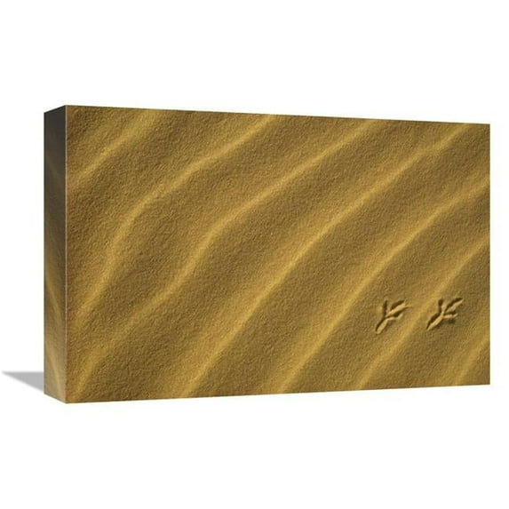 12 x 18 in. Bird Tracks in Sand Dune, Coral Pink Sand Dunes State Park, Utah Art Print - Gerry Ellis