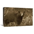thumbnail image 1 of 12 x 18 in. Black Bear Portrait, North America Art Print - Tim Fitzharris, 1 of 1