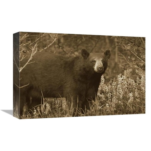 12 x 18 in. Black Bear Portrait, North America Art Print - Tim Fitzharris