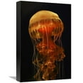 thumbnail image 1 of 12 x 18 in. Black Sea Nettle Spreading Tentacles, Aquarium, Japan Art Print - Hiroya Minakuchi, 1 of 1