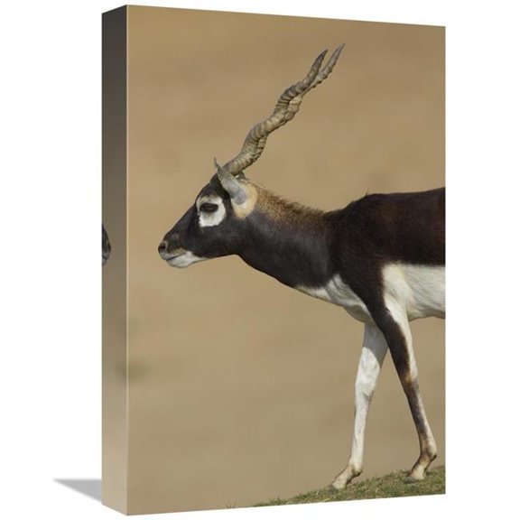 12 x 18 in. Blackbuck Adult, Native to India Art Print - San Diego Zoo