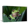 thumbnail image 1 of 12 x 18 in. Blue-Sided Leaf Frog Hanging on Leaf, Close-Up, Cloud Forest, Costa Rica Art Print - Michael & Patricia Fogden, 1 of 1