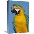thumbnail image 1 of 12 x 18 in. Blue & Yellow Macaw Portrait, South America Art Print - Pete Oxford, 1 of 1