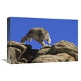 thumbnail image 1 of 12 x 18 in. Bobcat Leaping From Rocks, Colorado Art Print - Konrad Wothe, 1 of 1