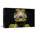 thumbnail image 1 of 12 x 18 in. Bocourts Dwarf Iguana Close Up, Esmeraldas, Choco Rainforest, Ecuador Art Print - Pete Oxford, 1 of 1