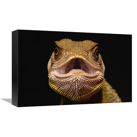 12 x 18 in. Bocourts Dwarf Iguana, Esmeraldas, Choco Rainforest, Ecuador Art Print - Pete Oxford