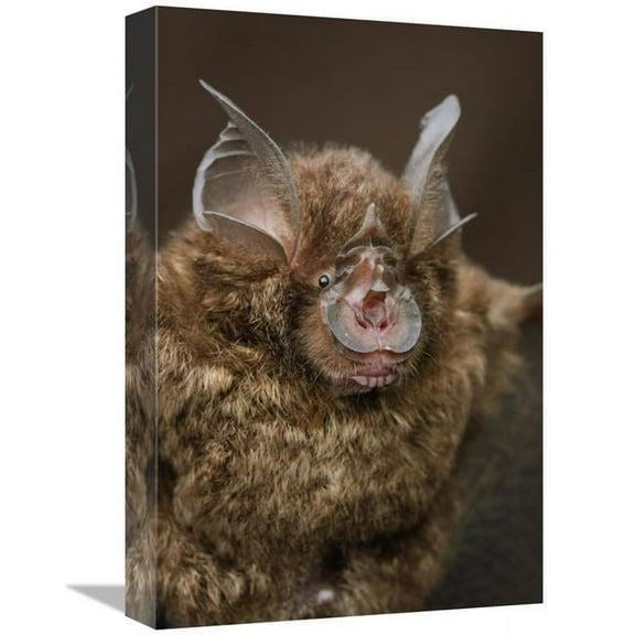 12 x 18 in. Bornean Horseshoe Bat, Bukit Sarang Conservation Area, Bintulu, Borneo, Malaysia Art Print - Chien Lee