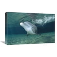 thumbnail image 1 of 12 x 18 in. Bottlenose Dolphin, Hawaii Art Print - Flip Nicklin, 1 of 1