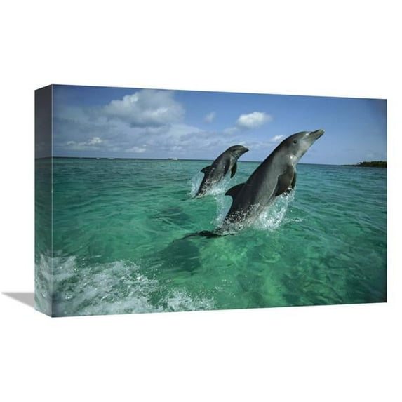 12 x 18 in. Bottlenose Dolphin Pair Leaping, Honduras Art Print - Konrad Wothe