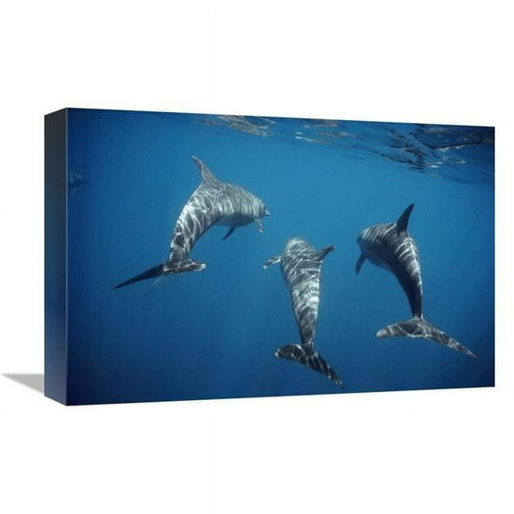 12 x 18 in. Bottlenose Dolphin Trio Underwater, Galapagos Islands, Ecuador Art Print - Tui De Roy