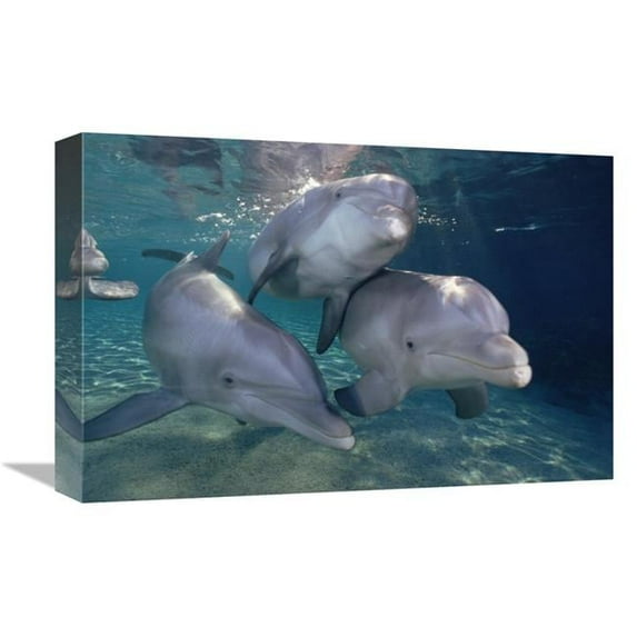 12 x 18 in. Bottlenose Dolphin Trio Underwater, Waikoloa Hyatt, Hawaii Art Print - Flip Nicklin