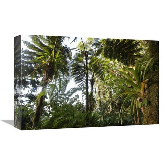 12 x 18 in. Bromeliad & Tree Fern At 1500 Meters Altitude in Tropical Rainforest, Sierra Nevada De Santa Marta National Park, Colombia Art Print - Cyril Ruoso