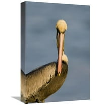 12 x 18 in. Brown Pelican Adult Portrait, California Art Print - Tom Vezo