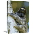 thumbnail image 1 of 12 x 18 in. Brown-Throated Three-Toed Sloth Mother & Newborn Baby, Aviarios Sloth Sanctuary, Costa Rica Art Print - Suzi Eszterhas, 1 of 1