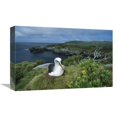 thumbnail image 1 of 12 x 18 in. Bullers Albatross Nesting Among Coastal Plants, Snares Islands, New Zealand Art Print - Tui De Roy, 1 of 1