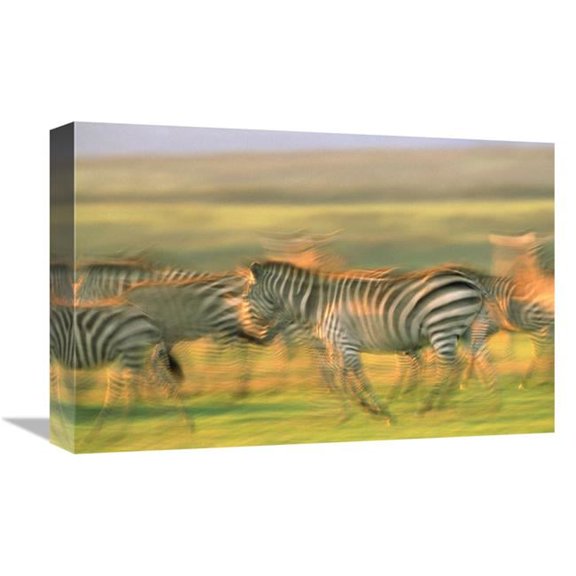 12 x 18 in. Burchells Zebra Group Running, Kenya Art Print - Tim Fitzharris