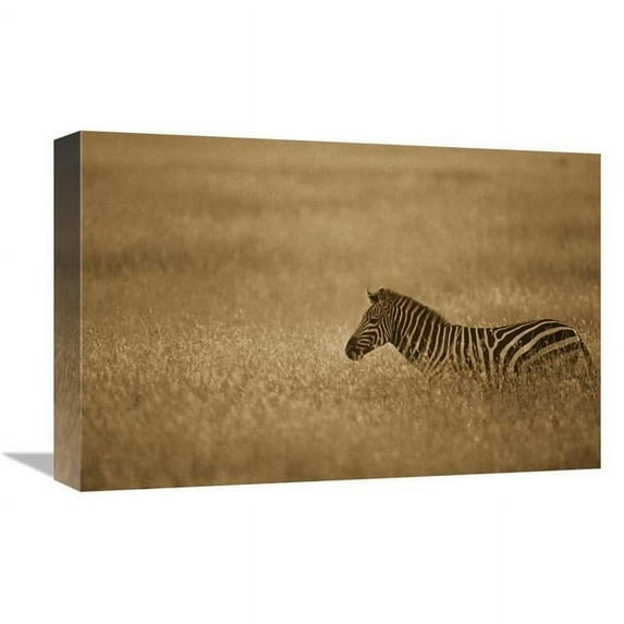 12 x 18 in. Burchells Zebra in Savannah Grass, Masai Mara National Reserve, Kenya - Sepia Art Print - Gerry Ellis