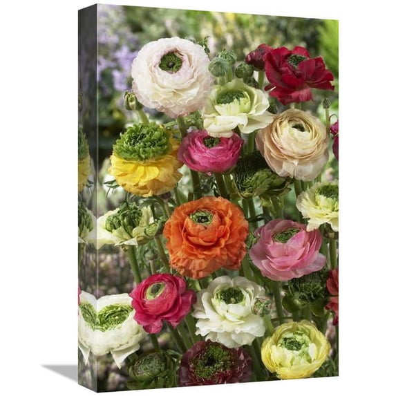 12 x 18 in. Buttercup Mirabelle Vert Variety Flowers Art Print - Visionspictures