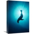 thumbnail image 1 of 12 x 18 in. California Sea Lion Underwater, Channel Islands National Park, California Art Print - Flip Nicklin, 1 of 1