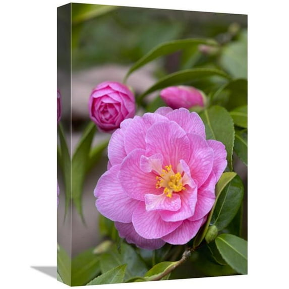 12 x 18 in. Camellia Donation Variety Flower Art Print - Visionspictures