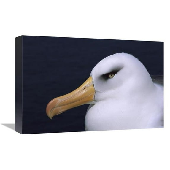 12 x 18 in. Campbell Albatross Portrait, Campbell Island, New Zealand Art Print - Tui De Roy