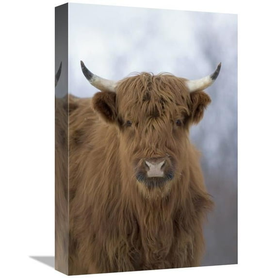 12 x 18 in. Cattle, A Highland Breed, Kodiak Island, Alaska Art Print - Michael Quinton