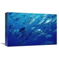 thumbnail image 1 of 12 x 18 in. Cavalla School Off of Cocos Island, Costa Rica Art Print - Flip Nicklin, 1 of 1