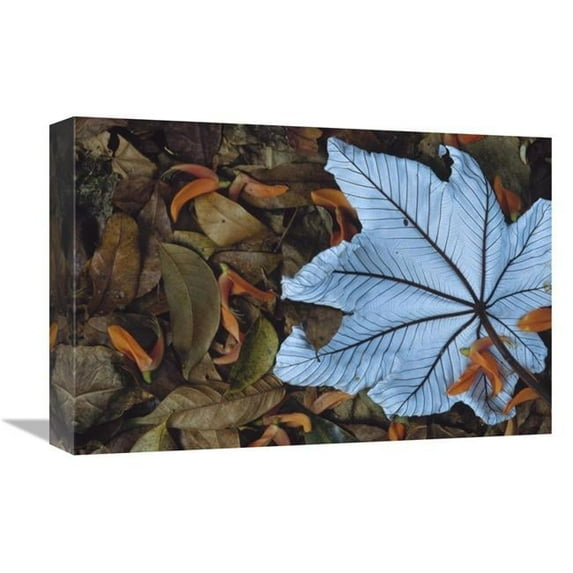 12 x 18 in. Cecropia Leaf Atop Lobster Claw Petals on Tropical Rainforest Floor, Mesoamerica Art Print - Gerry Ellis