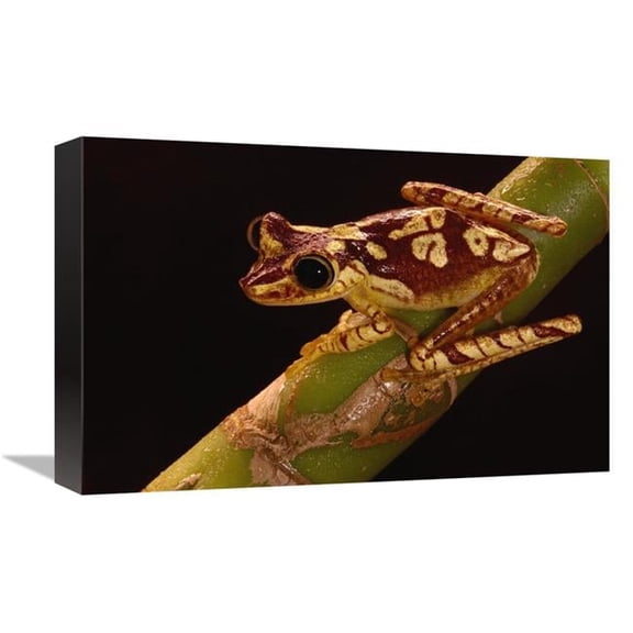 12 x 18 in. Chachi Tree Frog Adult, Choco Rainforest, Ecuador Art Print - Pete Oxford