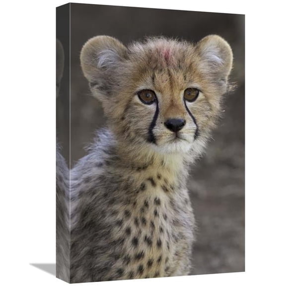 12 x 18 in. Cheetah Cub Portrait, Native to Africa Art Print - San Diego Zoo