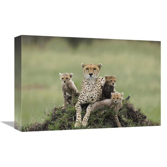 12 x 18 in. Cheetah Mother & Eight to Nine Week Old Cubs, Maasai Mara Reserve, Kenya Art Print - Suzi Eszterhas