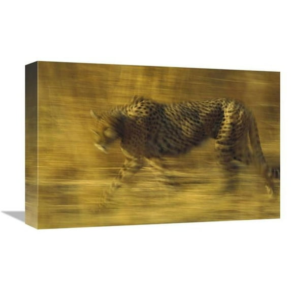 12 x 18 in. Cheetah Running Through Dry Grass, Zimbabwe Art Print - Tim Fitzharris