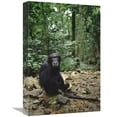 thumbnail image 1 of 12 x 18 in. Chimpanzee Profile, Gombe Stream National Park, Tanzania Art Print - Gerry Ellis, 1 of 1