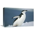 thumbnail image 1 of 12 x 18 in. Chinstrap Penguin, Half Moon Island, Antarctica Art Print - Tui De Roy, 1 of 1