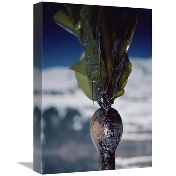 12 x 18 in. Close-Up of Oil-Covered Kelp, Exxon Valdez Oil Spill, Alaska Art Print - Flip Nicklin