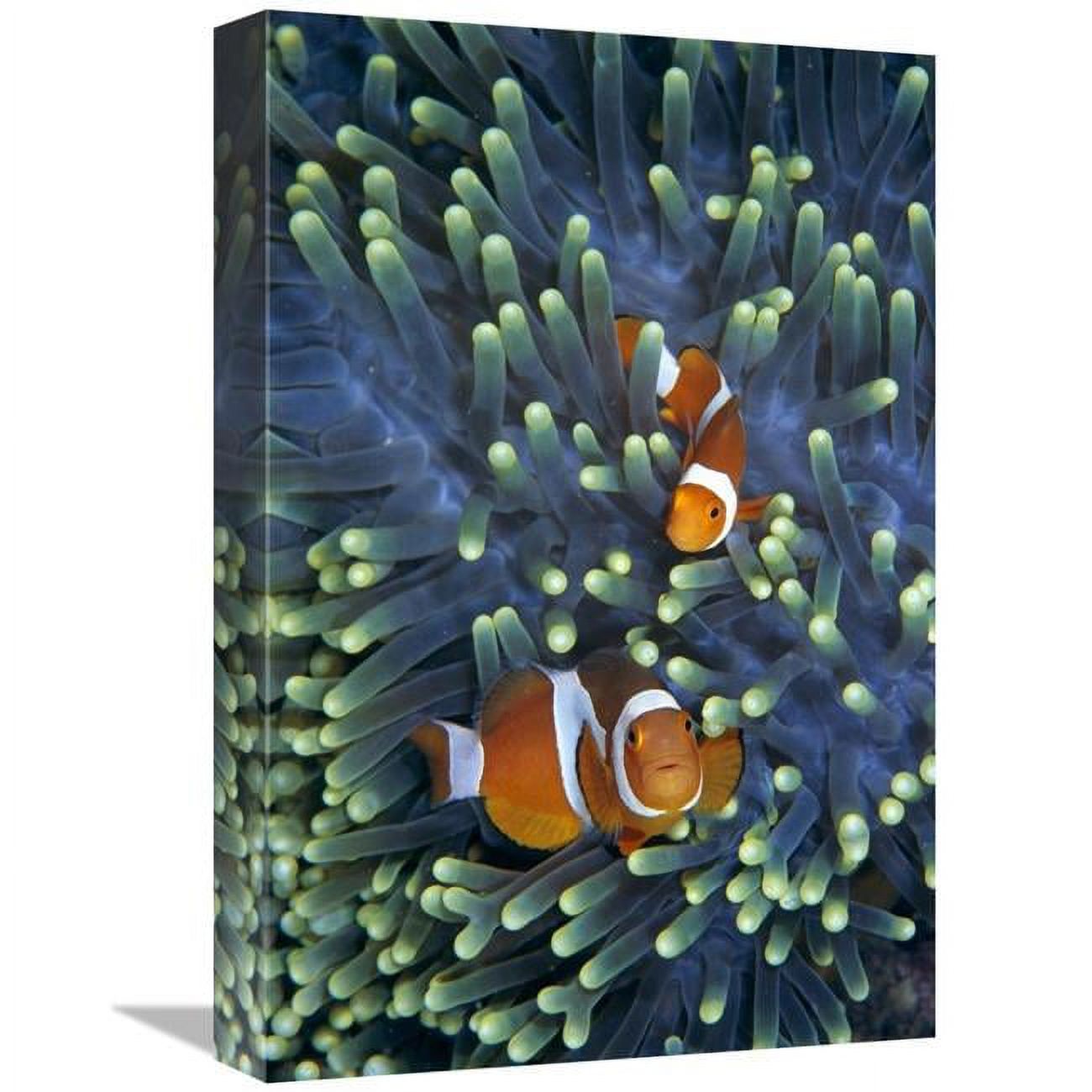 12 x 18 in. Clown Anemonefish Pair in Sea Anemone Tentacles Art Print ...