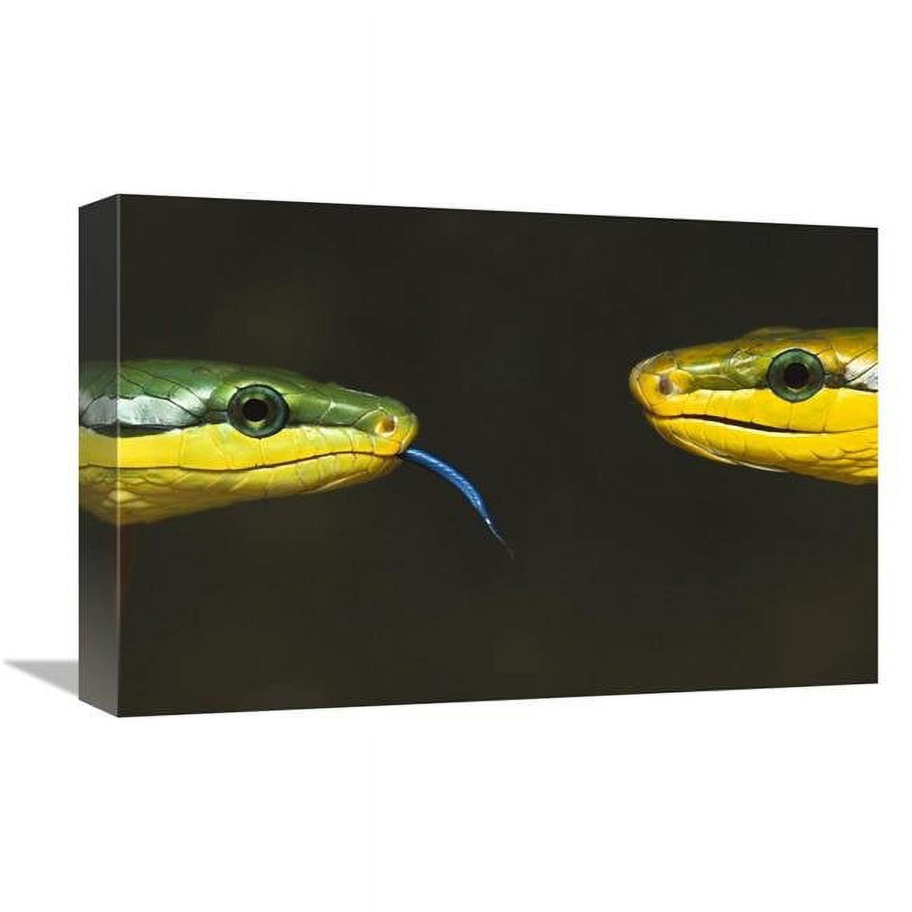 12 x 18 in. Colubrid Snakes Making Initial Contact to Identify Friend ...
