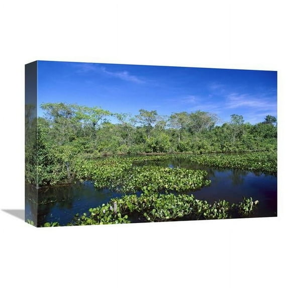 12 x 18 in. Common Water Hyacinth, Paraguay River, Pantanal, Brazil Art Print - Konrad Wothe