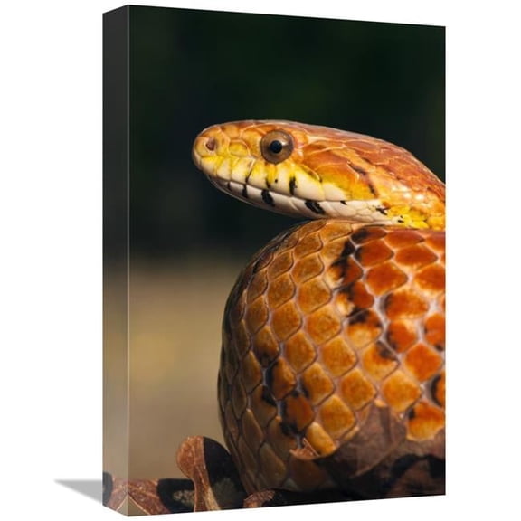 12 x 18 in. Cornsnake, Native to Southeastern & Central United States Art Print - Pete Oxford